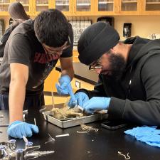 Two Abbotsford male students in science working on an dissection. 